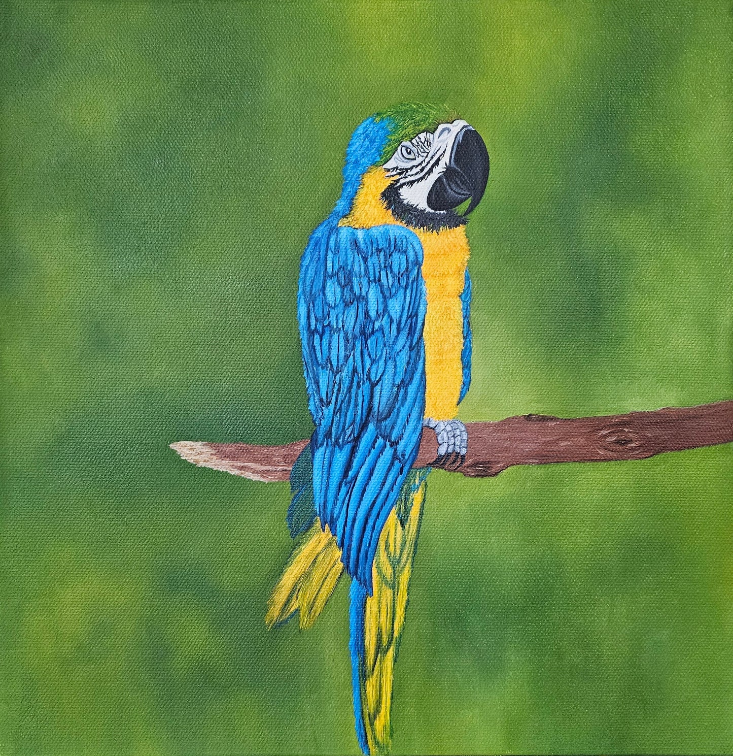 Blue Macaw Oil Painting