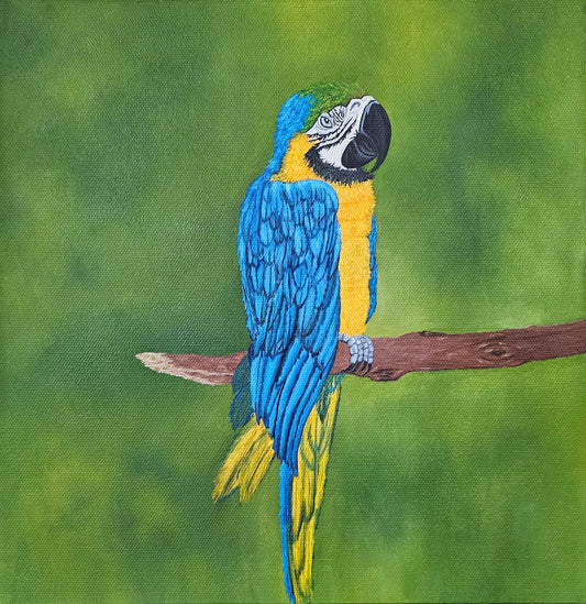 Blue Macaw Oil Painting